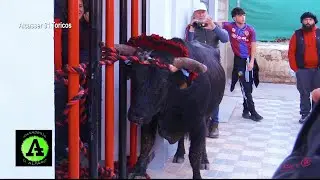 ALCASSER 03 INTEGRO 2 Toros en Cuerda