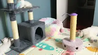 Three kittens play while their awesome cat dad watches #asmr #cute #cat #kitten #meow #funny