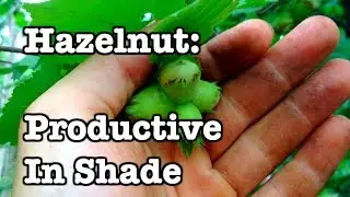 Hazelnut - Productive in Part Shade