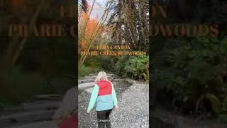 Fern Canyon