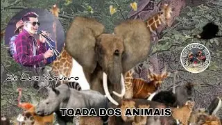 Zé Luís Vaqueiro - Feat Toada Dos Animais, e Assim Veio a intriga