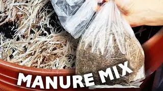 How to Make Mushroom Grow Bags &ndash; Horse Manure Re-Mix &ndash; Cow Dung Recipe with Proven Results