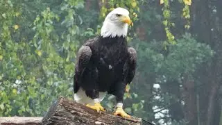 Roofvogelsafari Safaripark Beekse Bergen 2023