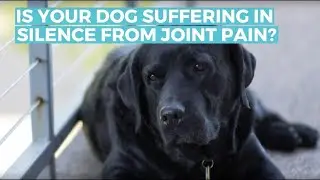 CBD Oil For Dogs: Is Your Dog Suffering? (joint pain, arthritis)