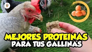 10 mejores fuentes  de PROTEÍNAS para GALLINAS 🐔🪱🌿
