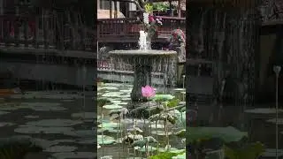#lotus #waterpalace #ubud #cafelotusubud #beautiful #flower #bali #indonesia #лотос #бали #индонезия