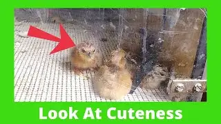 Baby Chicks Hatching 3-26-23