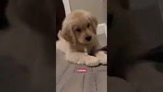 golden retriver curiosidades