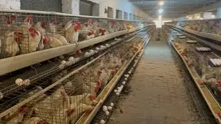 Raising chickens for eggs | collecting chicken eggs | food For Egg Laying Chicken | Part 64