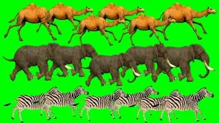 Camel,Elephant,Zebra Animals Green Screen | Animals Stampede Video | Animals Running