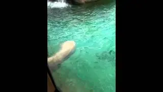Polar Bear jumping in water at Philadelphia Zoo