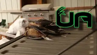 DOVE OPENER - Finding Big Flocks in Arkansas Cut Corn Fields