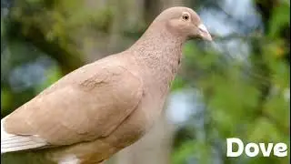 Whispers of Peace: The Silent Flight of the Dove