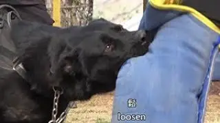 護衛犬咬腿靶練習 (Protection dog leg sleeve bite work training)