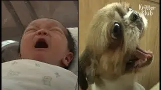 Watch If This Dog's Crying Sounds Like A Baby Cry | Kritter Klub