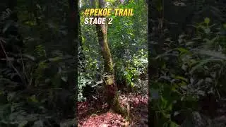 🇱🇰 Exploring Sri Lanka&rsquo;s Hidden Tea Trails 🌱 | Pekoe Trail Stage 2 | S5