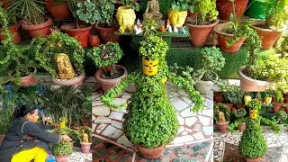 Jade plant DIY | 15+ Jade plant ki cutting se bnayen dheron DIY topiary collection