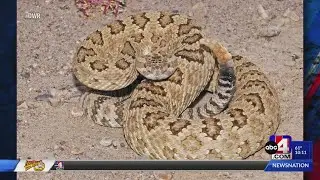 DWR warns Utahns about rattlesnakes
