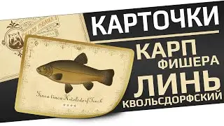 РУССКАЯ РЫБАЛКА 4 - Карточки коллекция карпфишера / Линь Квольсдорфский / Стрим