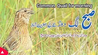 Female quail sound,Batair ki awaz subha keliye,quail hunting sound,batairki morningawaz,baterkiawaaz