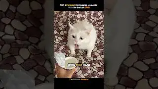 TOP 5 Funniest Cat Gagging Moments! Wait for the Last ONE! #shorts #cats