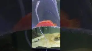Miniatus grouper