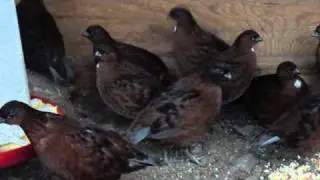 Tennessee Red Bobwhite Quail 10 month old part 2