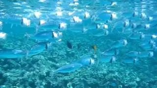 Silver Mouth Sardines, Red Sea