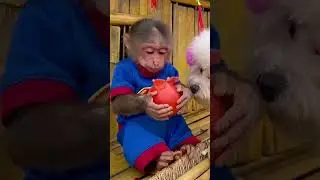 Baby monkey eats vegetables #animals #top #monkey #trending #cute #funny
