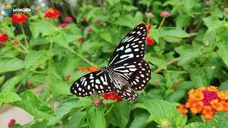 Butterfly Park | Kuala Lumpur | Munoha Tour | 2024