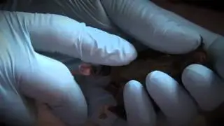 Urban Critters- Bats