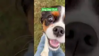 Raleigh&rsquo;s daily dog field trips, park play, and happy dogs! #DogBus #DogDayOut #RaleighDogs