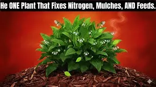 The ONE Plant That Fixes Nitrogen, Mulches, AND Feeds You Why Isn't Everyone Growing This