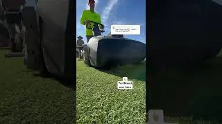 Results of Fixing the Dog Pee Spot