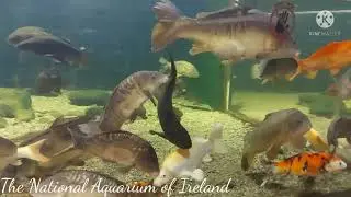 GALWAY AQUARIUM IRELAND 2021.