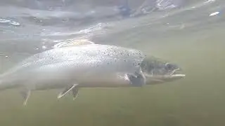 Fly fishing for salmon at Careysville