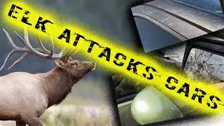 WILD: Elk Attacks and Does $20k in Damages!