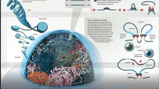 Veronica Falconieri Hays @ NAB 2020 | Maxon Cinema 4D