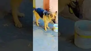 GERMAN SHEPHERD DOG SHORTS 🐕🐶#shorts #trending #viral #dog #support