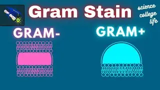 Gram Stain Technique | Procedure Steps Results | Microbiology Lab