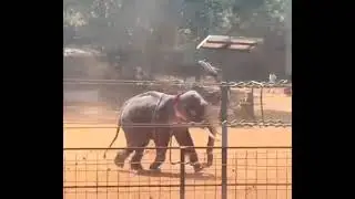 Elephant attack in irinjalakuda, kerala ||ഇരിഞ്ഞാലക്കുടയിൽ ആന ഇടഞ്ഞപ്പോൾ 