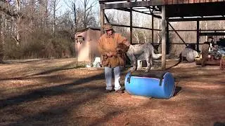 Steadying to Flush with the Use of a Barrel and Pigeons - 1 13 18