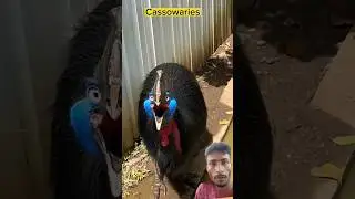 Southern cassowary (Casuariu #shorts #viral