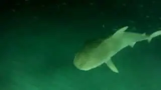 Night diving with Sharks