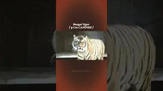 Weapons of Tiger and lion! (Claws) #animals