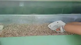 Eier Ernte - Brunner Eichhof Weideeier