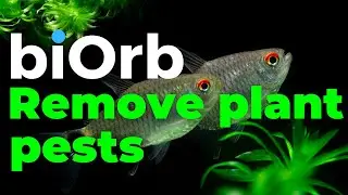 biOrb Aquarium | Preparing real plants