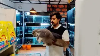 നിങ്ങൾ പൂച്ചയെ വളർത്തുന്നവരാണോ?.. ഈ കാര്യം ഒന്ന് ശ്രദ്ധിക്കുക  | Sha Cattery