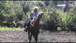 EL CALAFIERO PEPITO