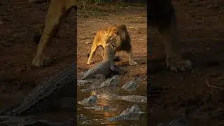 Lion Bite on Komodo near the river #wildlife #animals #wildanimals #documentary